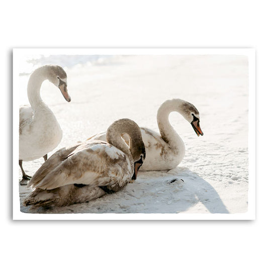 Zwanen in de winterzon