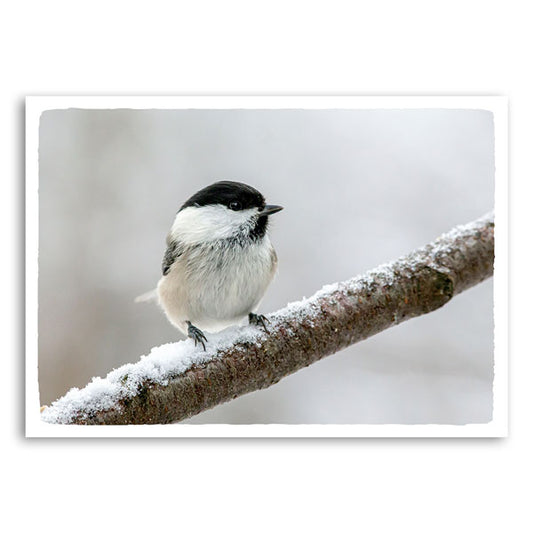 Klein meesje zittend op een met sneeuw bedekte tak in een zacht winterlandschap.