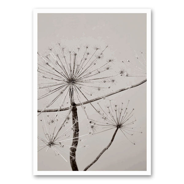 Zwart-witfoto van een berenklauwplant met verfijnde details, straalt natuurlijke elegantie en minimalisme uit.