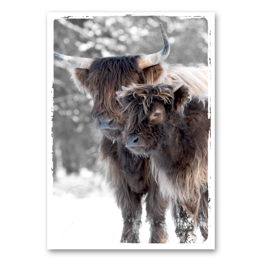 Twee Schotse hooglanders met lange, ruige vachten en imposante hoorns, staand in een besneeuwd landschap.