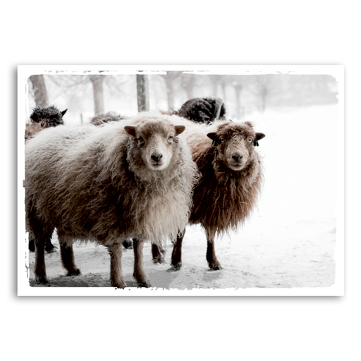 Een groep IJslandse schapen met dikke, wollige vachten in een besneeuwd landschap.