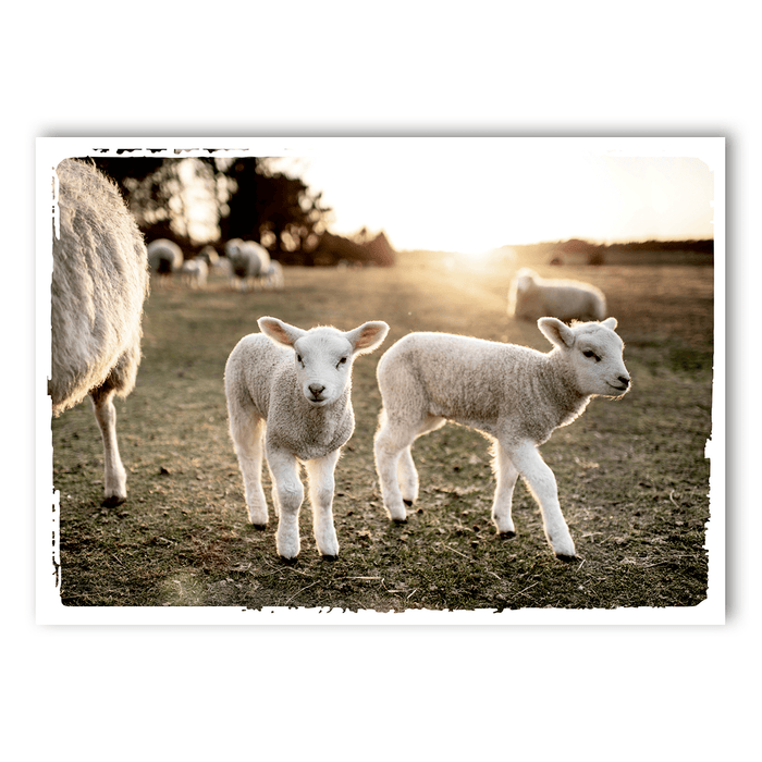 Lambs in the meadow