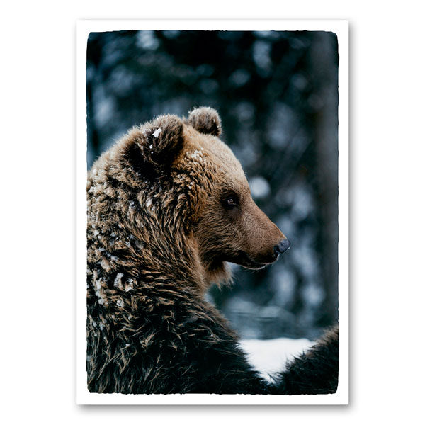 Zijprofiel van een bruine beer met dichte, ruige vacht en een rustige, gefocuste blik tegen een winternatuur‑achtergrond.
