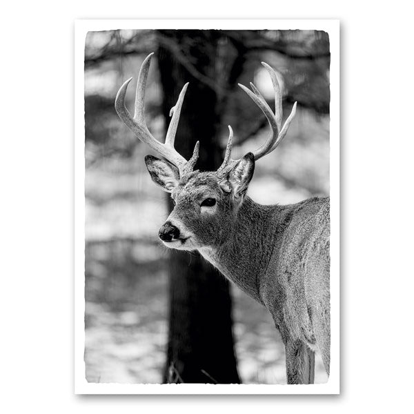 Red deer in black and white
