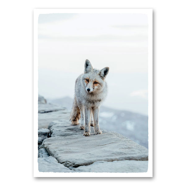 Vos staand op een rots met een berglandschap op de achtergrond, kijkend richting camera met zachte, nieuwsgierige blik.
