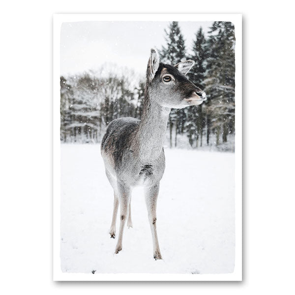 Hert staand in een besneeuwd veld met op de achtergrond een winterbos en vallende sneeuwvlokken.