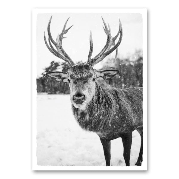 Zwart-witfoto van een edelhert met groot gewei, staand in een besneeuwd landschap met vallende sneeuwvlokken.