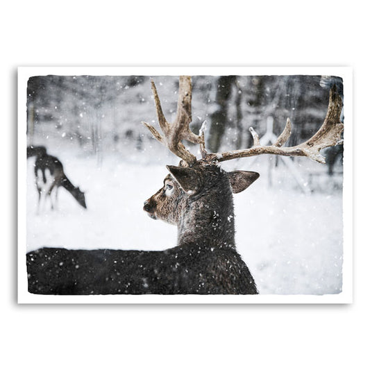 Hert in vallende sneeuw