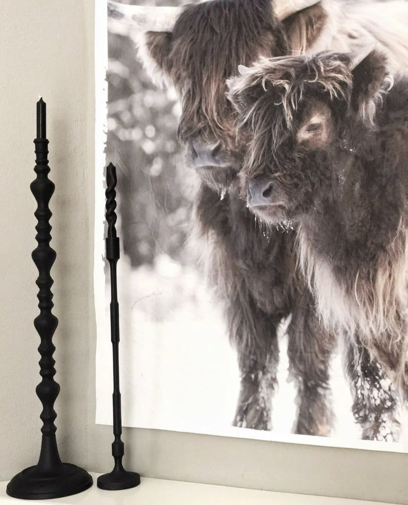 Schotse hooglanders in de sneeuw