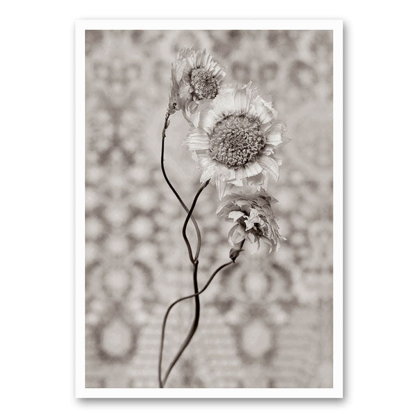 Zwart-witfoto van een gedroogde madelief met fijne details, straalt eenvoud en tijdloze schoonheid uit