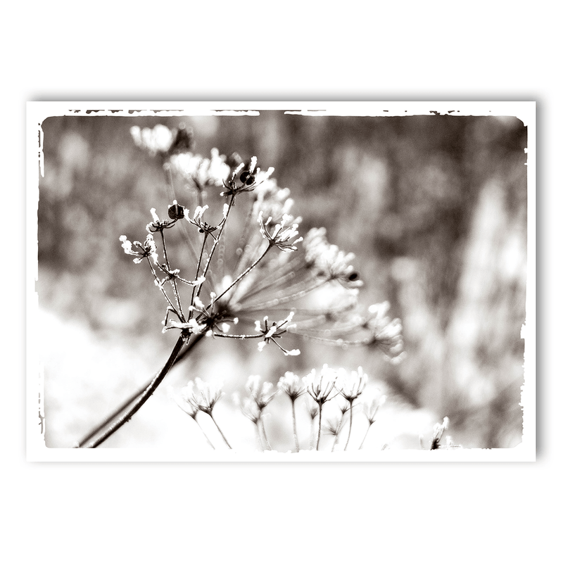 Mo-Ca Dutch old canvas Bevroren berenklauw