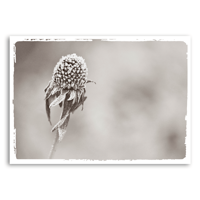 Mo-Ca Dutch old canvas Bevroren knop