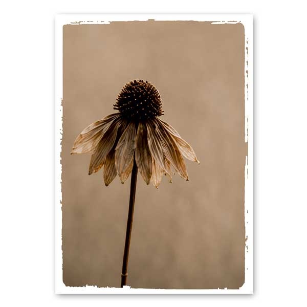 Dried Echinacea