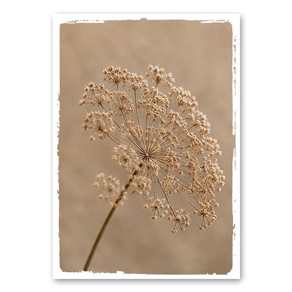 Dried flowers