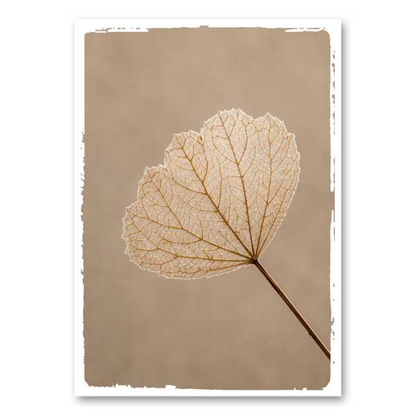 Botanical leaf