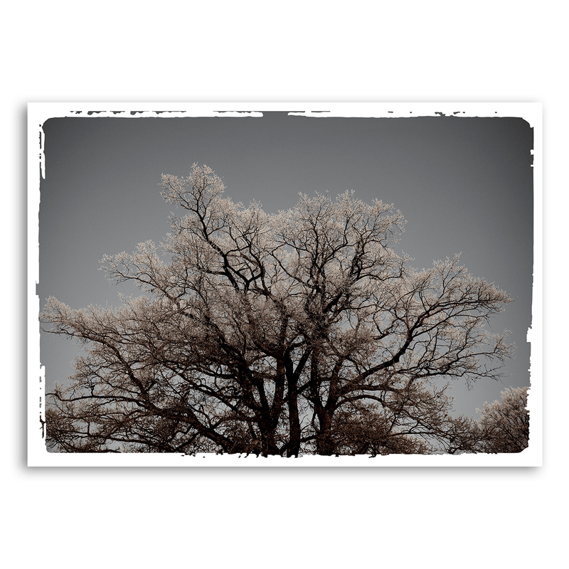 Mo-Ca Dutch old canvas Grote bevroren boom