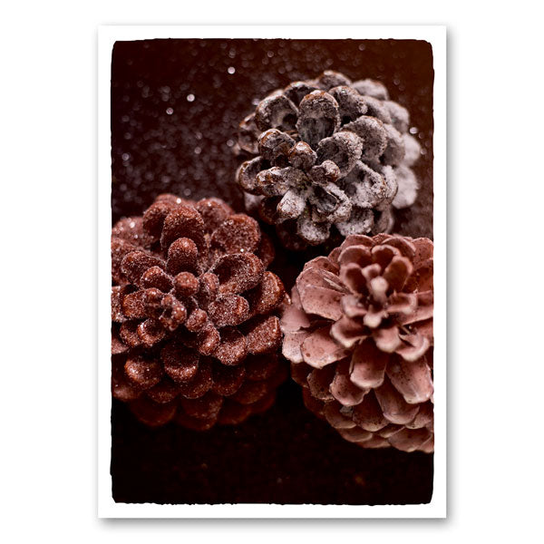 Pine cones with snow