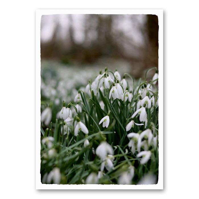 Snowdrop garland