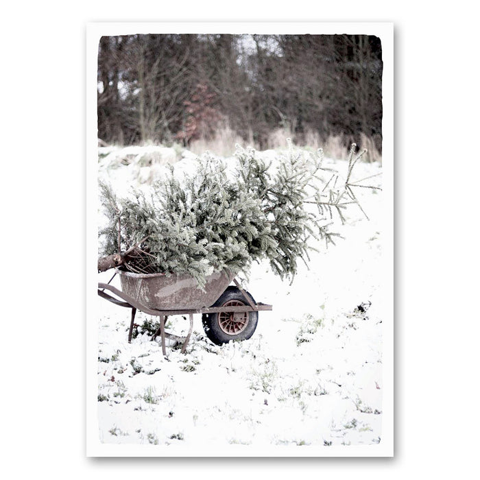 Christmas tree in wheelbarrow