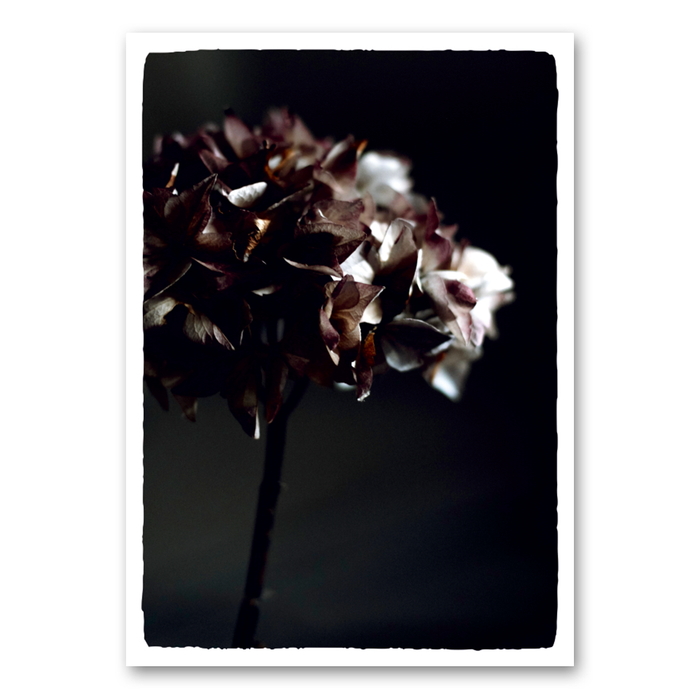 Dark hydrangea in shade