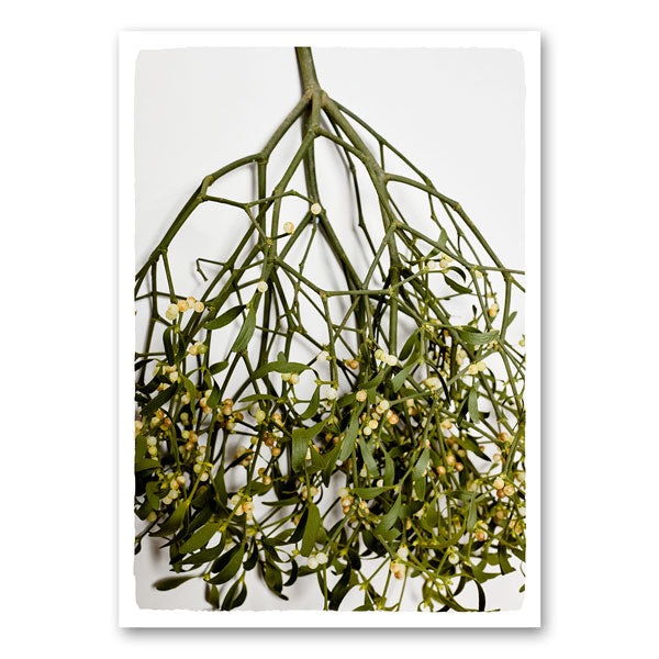 Canvas van een maretak met groene bladeren en witte bessen op witte achtergrond – feestelijke wanddecoratie van Mo-Ca.