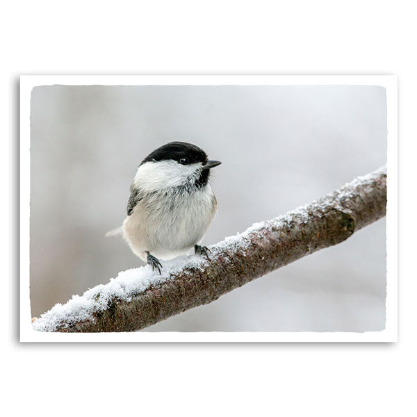 Klein meesje zittend op een met sneeuw bedekte tak in een zacht winterlandschap.