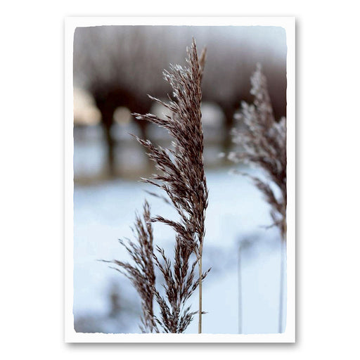 Close-up van gedroogde pluimen in een winterlandschap met een besneeuwde achtergrond. De afbeelding straalt rust uit.






