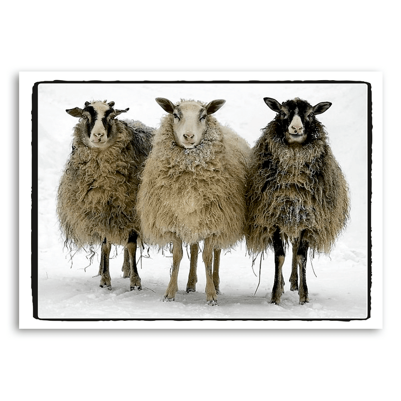 Mo-Ca Dutch old canvas Schapen