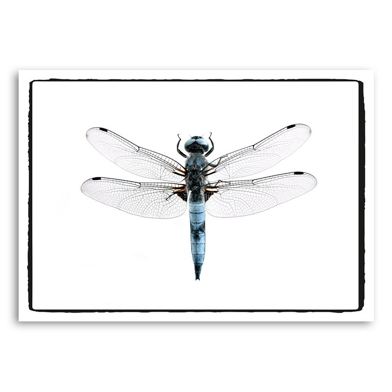 Mo-Ca Dutch old canvas Libelle