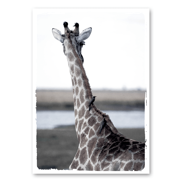 Mo-Ca Dutch old canvas Giraffe