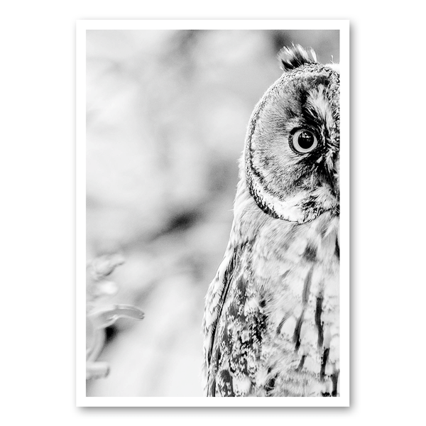 Owl detail