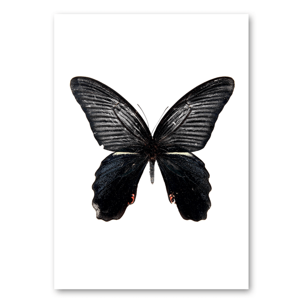 Schmetterling dunkel