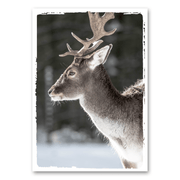 Mo-Ca Dutch old canvas Sterk hert