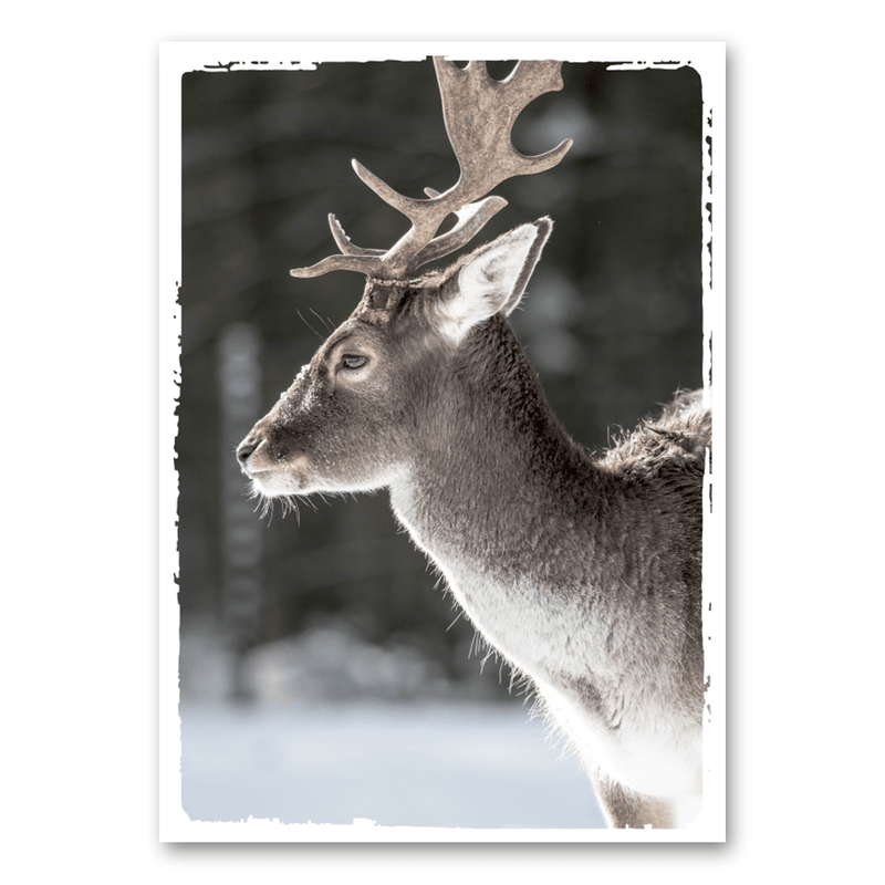 Mo-Ca Dutch old canvas Sterk hert