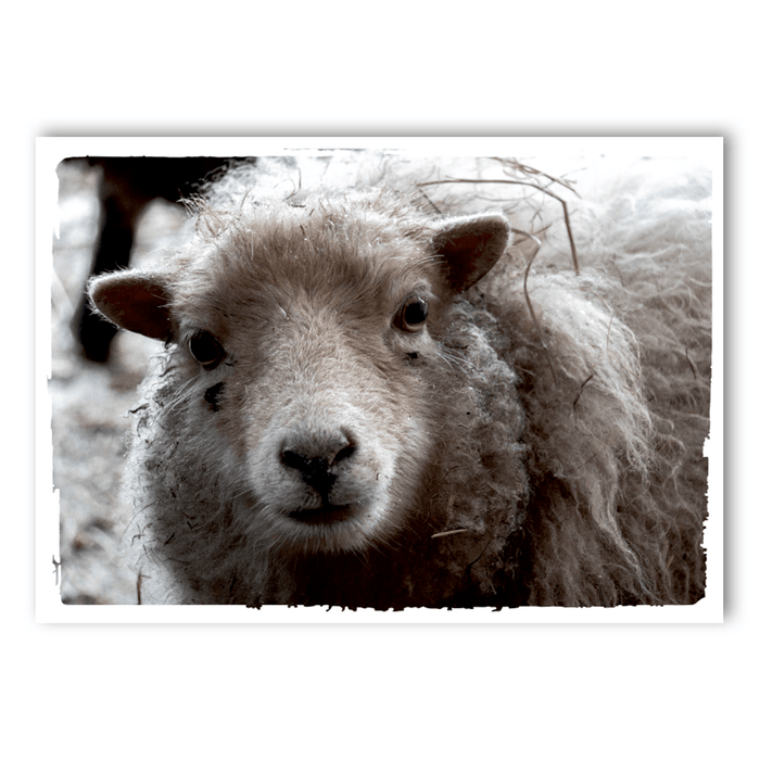 Süße Schafe