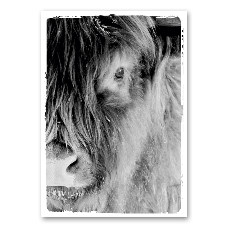 Mo-Ca Dutch old canvas Close up van Schotse hooglander