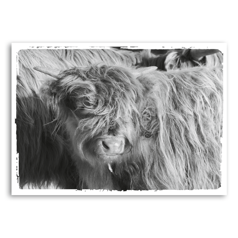 Mo-Ca Dutch old canvas Wilde Schotse hooglander