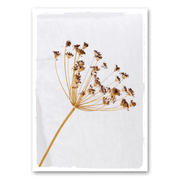 Mo-Ca Dutch old canvas Gedroogde berenklauw