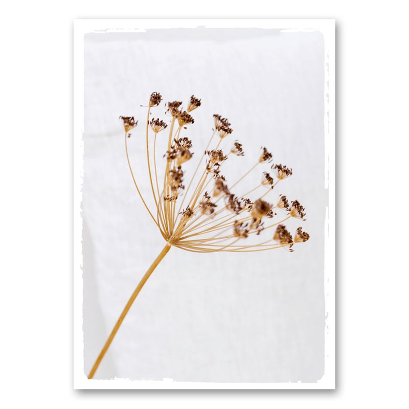 Mo-Ca Dutch old canvas Gedroogde berenklauw