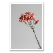 Mo-Ca Dutch old canvas Stilleven roze bloem
