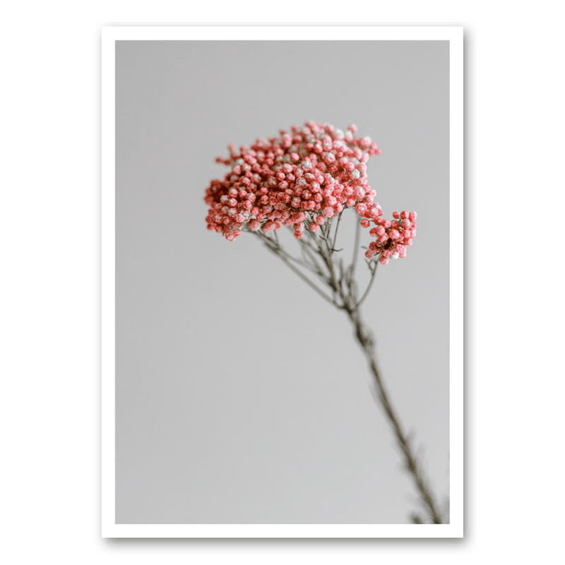 Mo-Ca Dutch old canvas Stilleven roze bloem