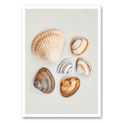 Mo-Ca Dutch old canvas Verschillende schelpen