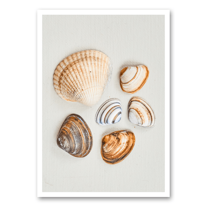 Different shells