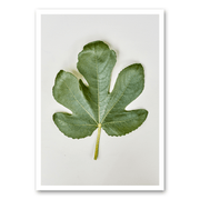 Mo-Ca Dutch old canvas Vijgenblad