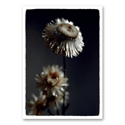 Mo-Ca Dutch old canvas Donkere madelief