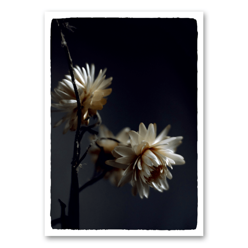 Mo-Ca Dutch old canvas Gedroogde madelief