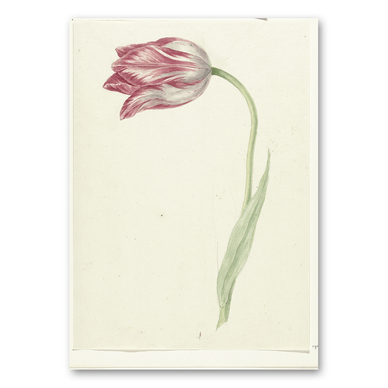 Mo-Ca Dutch old canvas Roze tulp
