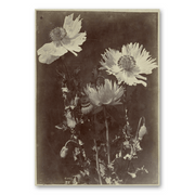 Mo-Ca Dutch old canvas Bloemstilleven met Papavers