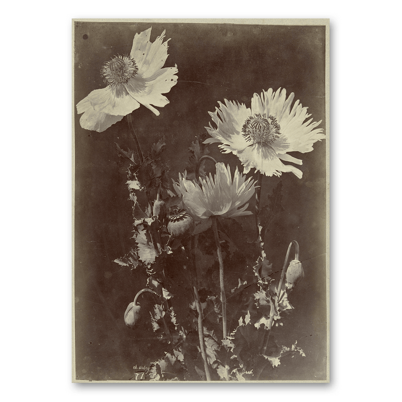 Mo-Ca Dutch old canvas Bloemstilleven met Papavers