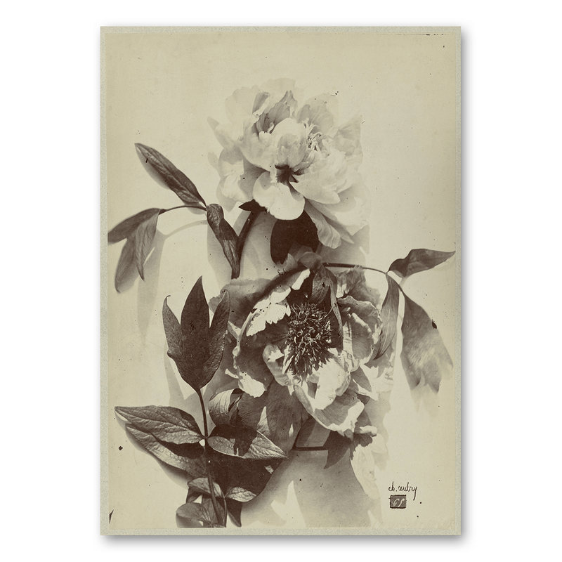 Mo-Ca Dutch old canvas Bloemstilleven met Pioenroos